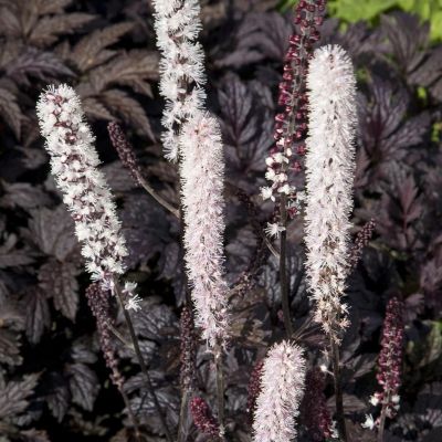 Воронец симплексная Атропурпуреа - Dolina-Sad.Ru