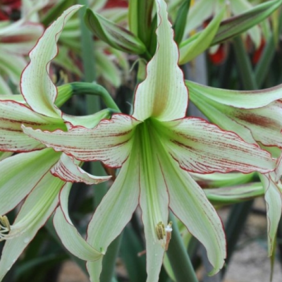 Амариллис Эмеральд Амариллис Эмеральд фото