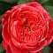 Роза Ред Санрайз Роза Ред Санрайз - Dolina-Sad.Ru