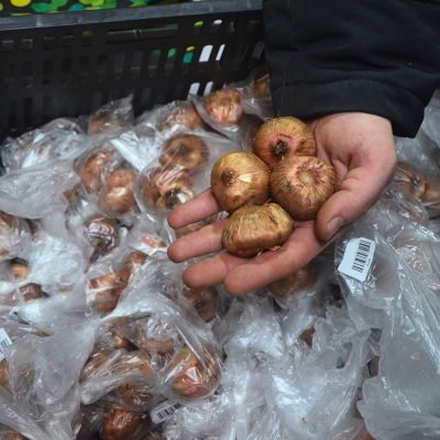 Гладиолус Албандейра Гладиолус Албандейра - Dolina-Sad.Ru