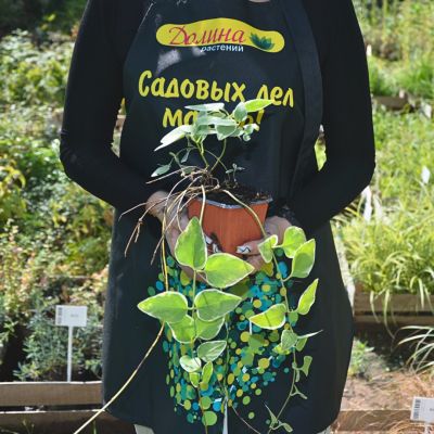 Барвинок большой Вариегата Барвинок большой Вариегата фото