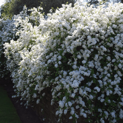 Экзохорда Мэджикал Спрингтайм Экзохорда Мэджикал Спрингтайм фото