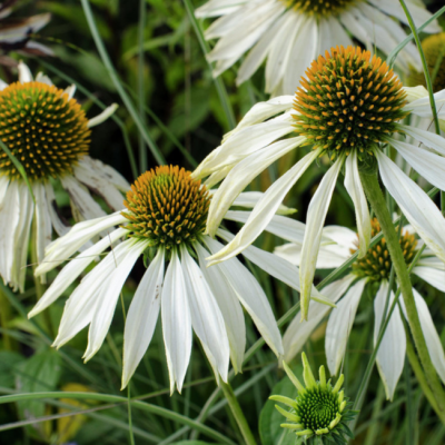 Эхинацея пурпурная Уайт Свен Эхинацея пурпурная Уайт Свен фото