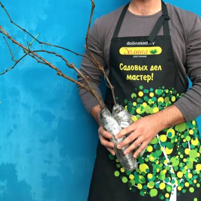 Виноград Ландыш Виноград Ландыш - Dolina-Sad.Ru