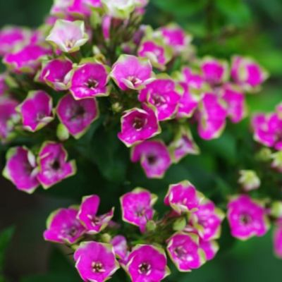 Флокс метельчатый Орхид Йеллоу Флокс метельчатый Орхид Йеллоу - Dolina-Sad.Ru