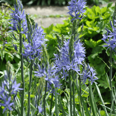 Камассия Лейхтлина Каерулеа Камассия Лейхтлина Каерулеа фото