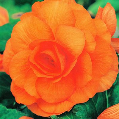 Бегония Махровая Орандж Бегония Махровая Орандж фото