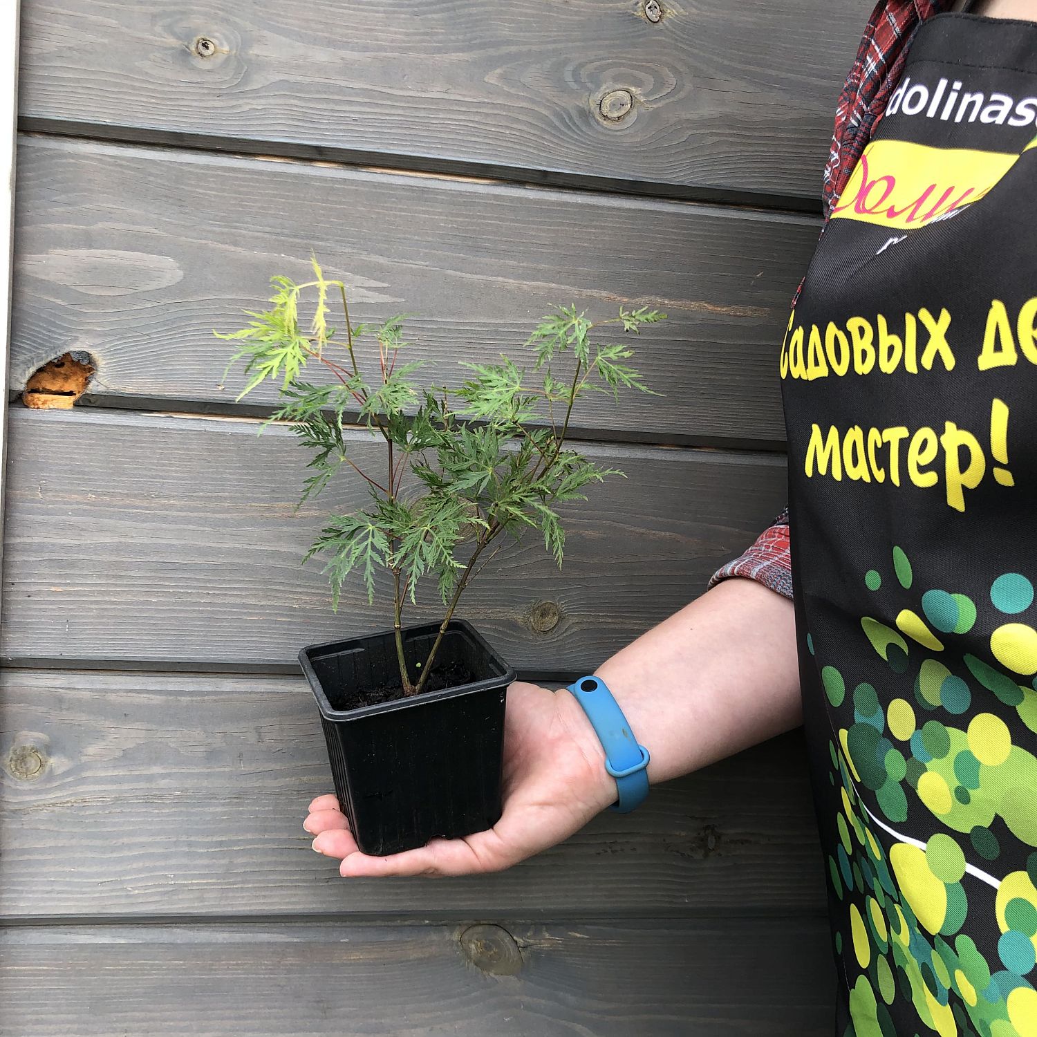 Клён дланевидный Эмеральд Лейс Клён дланевидный Эмеральд Лейс фото