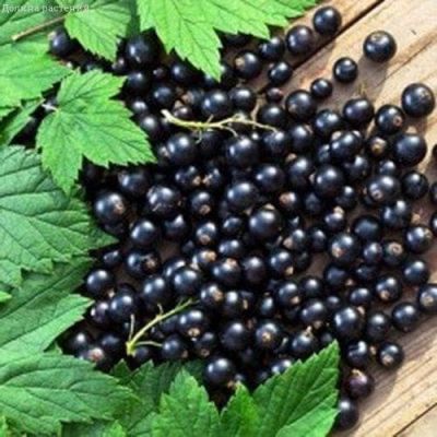 Микс черной смородины Микс черной смородины фото