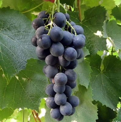 Виноград Страшенский Виноград Страшенский - Dolina-Sad.Ru
