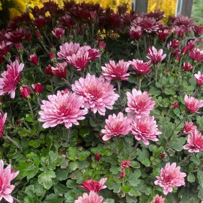Хризантема мультифлора Бронсоуд Пинк Хризантема мультифлора Бронсоуд Пинк - Dolina-Sad.Ru
