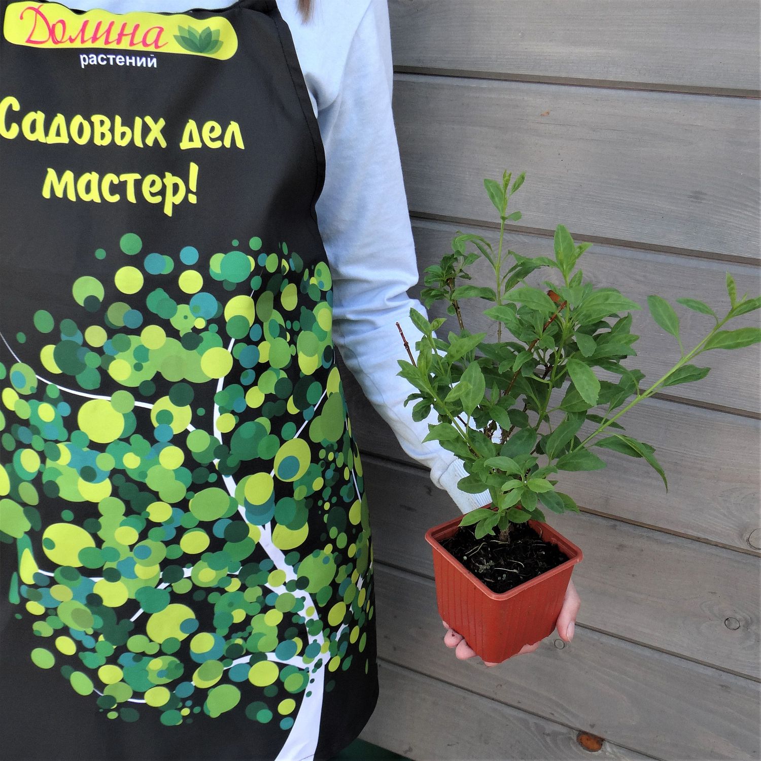 Форзиция промежуточная Уикенд Форзиция промежуточная Уикенд фото