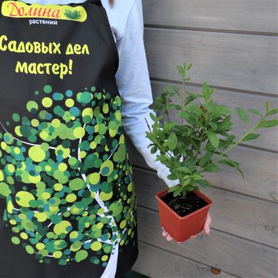 Форзиция промежуточная Уикенд Форзиция промежуточная Уикенд фото