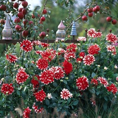 Георгина Дуэт Георгина Дуэт - Dolina-Sad.Ru