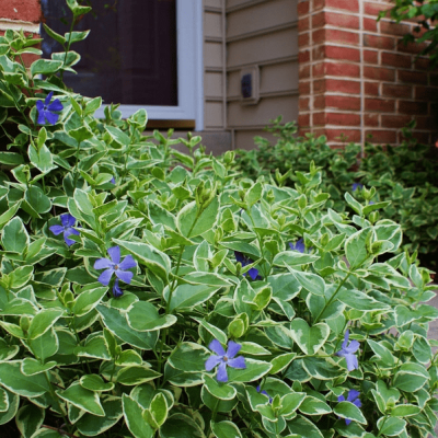Барвинок большой Вариегата Барвинок большой Вариегата фото