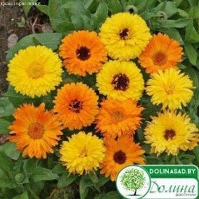Календула Фиеста Смесь Календула Фиеста Смесь фото