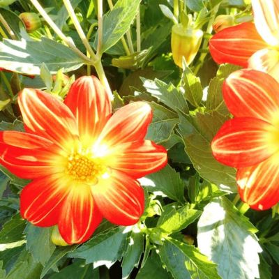 Георгина Радуга Георгина Радуга фото