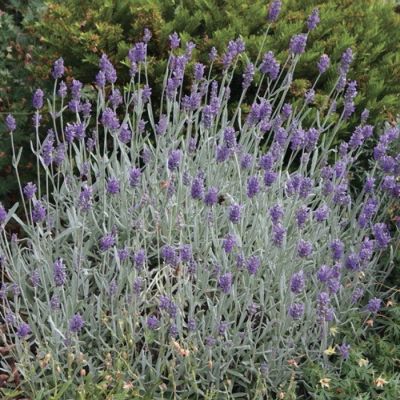 Лаванда узколистная Сильвер Мист Лаванда узколистная Сильвер Мист - Dolina-Sad.Ru
