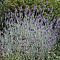 Лаванда узколистная Сильвер Мист Лаванда узколистная Сильвер Мист - Dolina-Sad.Ru