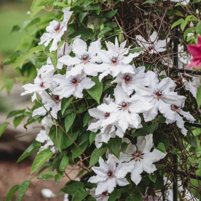 Клематис Мисс Бейтман Клематис Мисс Бейтман - Dolina-Sad.Ru