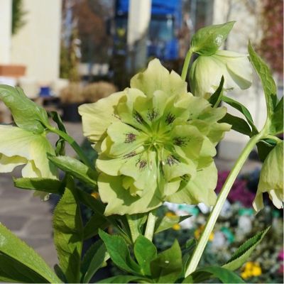 Морозник Претти Эллен Грин Морозник Претти Эллен Грин - Dolina-Sad.Ru