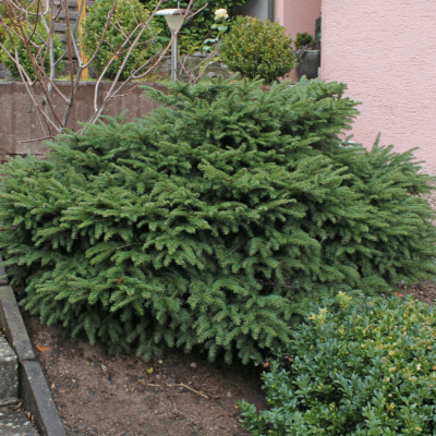 Ель Нидиформис Ель Нидиформис фото