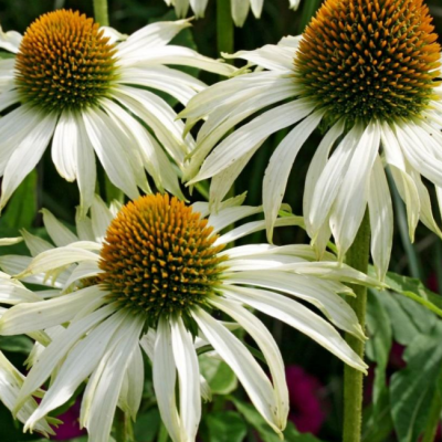 Эхинацея пурпурная Уайт Свен Эхинацея пурпурная Уайт Свен фото