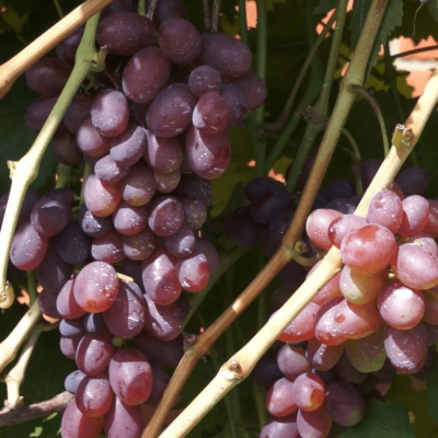 Виноград Ширвинта Виноград Ширвинта фото