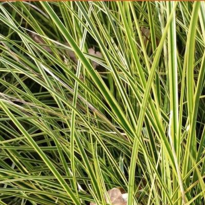 Осока коричневая Ауреомаргината Осока коричневая Ауреомаргината - Dolina-Sad.Ru