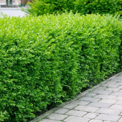 Бирючина обыкновенная - Dolina-Sad.Ru