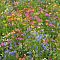 Газонная трава Цветочная поляна мавританский газон, 500 гр Газонная трава Цветочная поляна мавританский газон, 500 гр - Dolina-Sad.Ru