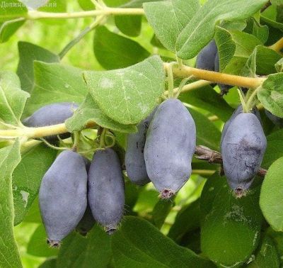 Жимолость Ленинградский Великан фото