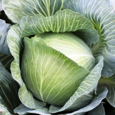 Капуста белокоч. Анкома РЗ F1 (для хранения Голландия) фото
