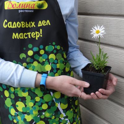 Астра альпийская Альбус Астра альпийская Альбус фото