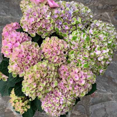 Гортензия крупнолистная Аметист Гортензия крупнолистная Аметист - Dolina-Sad.Ru