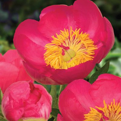 Пион Осло Пион Осло - Dolina-Sad.Ru