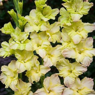 Гладиолус Алисия Гладиолус Алисия - Dolina-Sad.Ru