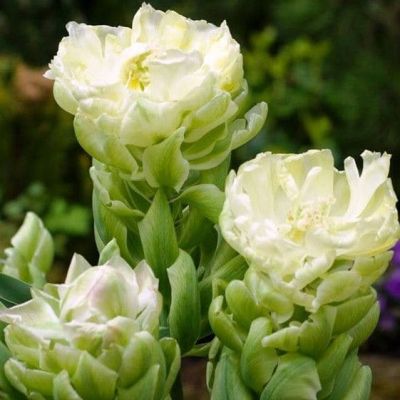 Тюльпан Бруклин Тюльпан Бруклин фото