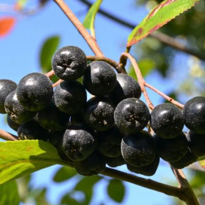 Рябина Черноплодная Рябина Черноплодная фото