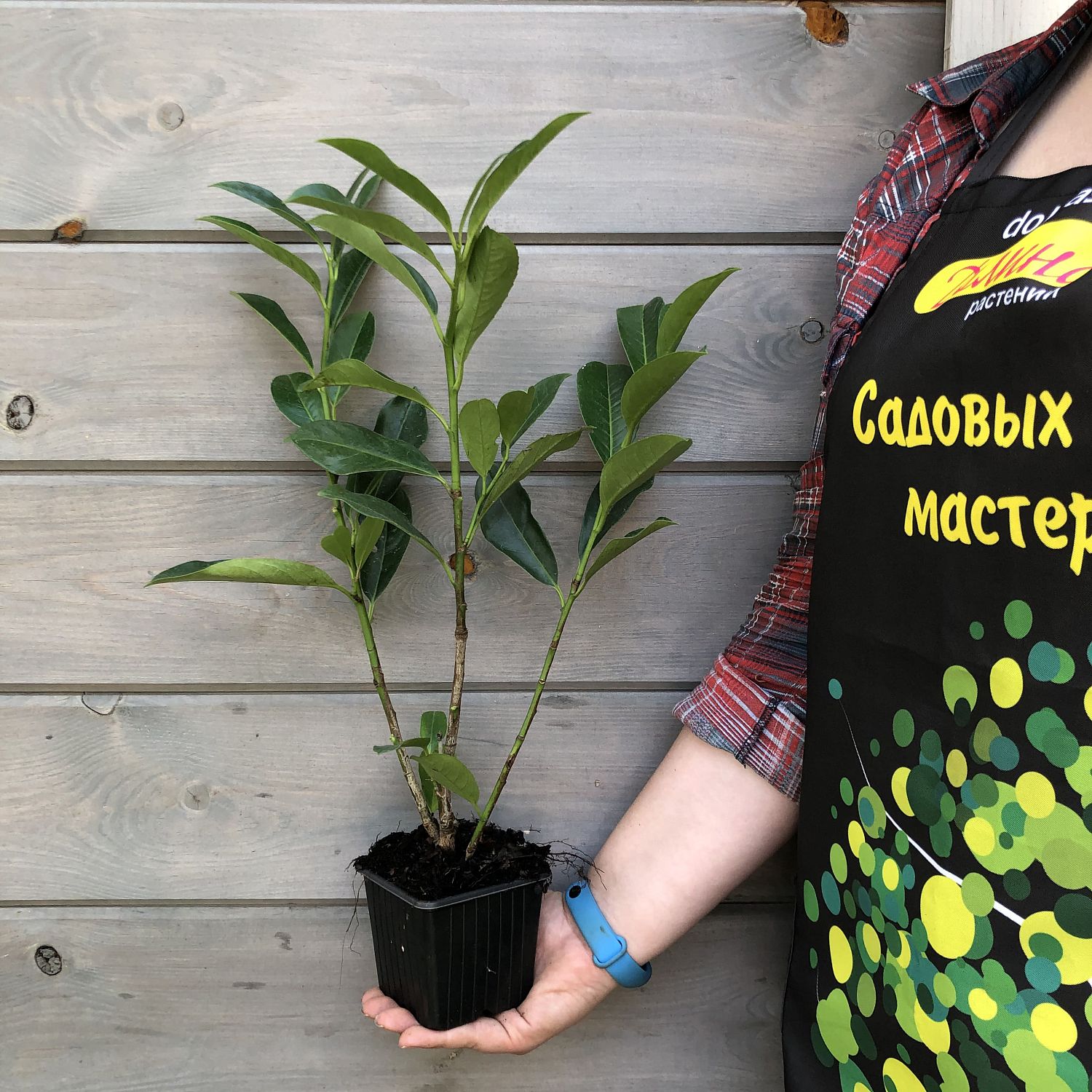 Сакура Элли Сакура Элли фото