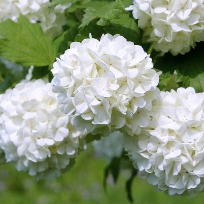 Калина Розеум Калина Розеум фото