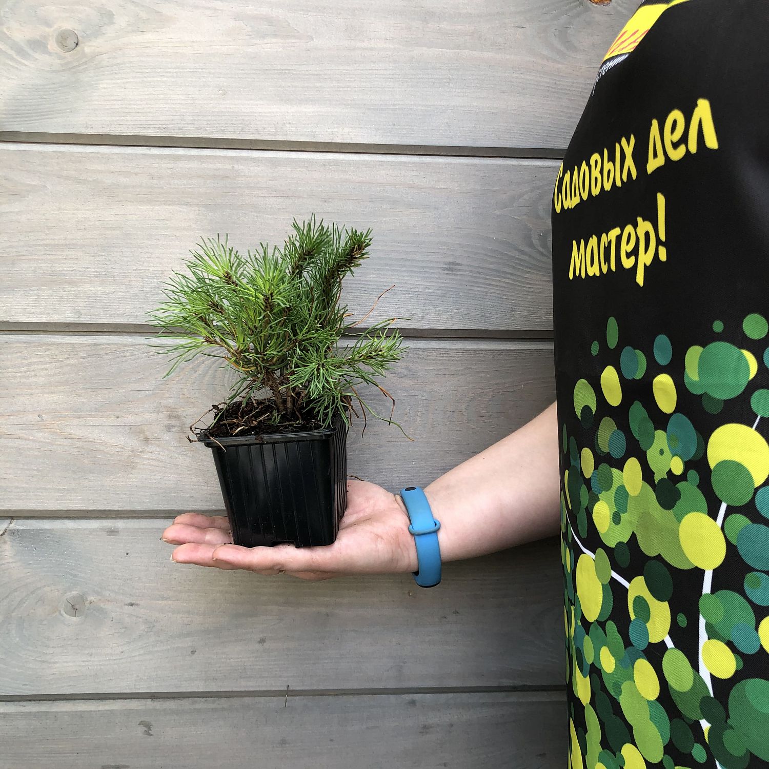 Сосна Горная Мугус Сосна Горная Мугус фото