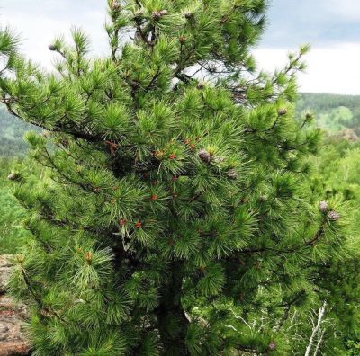 Сосна Кедровая (кедр) Сосна Кедровая (кедр) фото