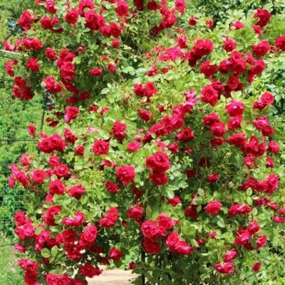 Роза Крайслер Империал Роза Крайслер Империал - Dolina-Sad.Ru