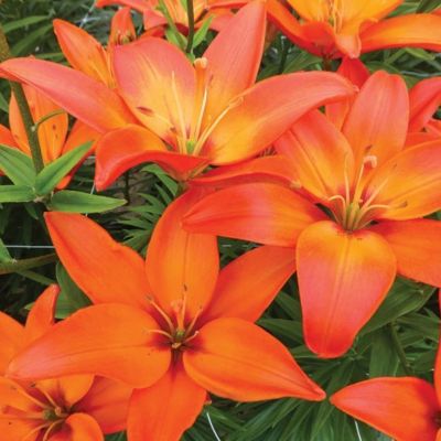 Лилия Мандарин Стар Лилия Мандарин Стар - Dolina-Sad.Ru