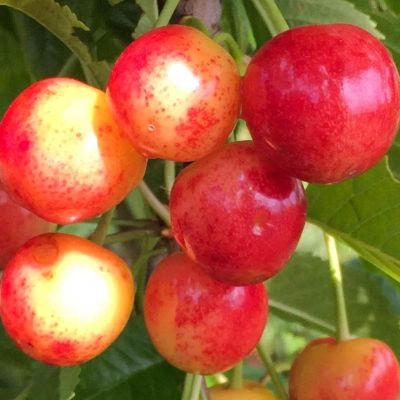 Черешня Наслаждение Черешня Наслаждение фото