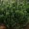 Сосна черная Сосна черная фото