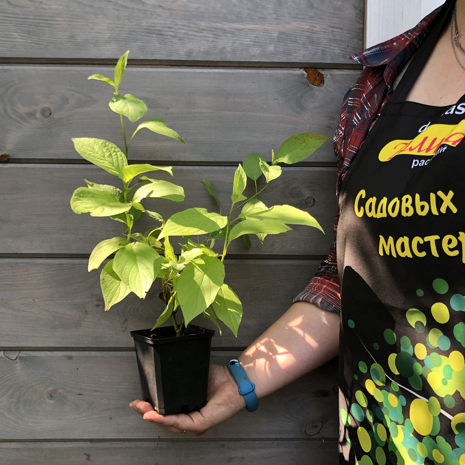 Дерен белый Ауреа Дерен белый Ауреа фото