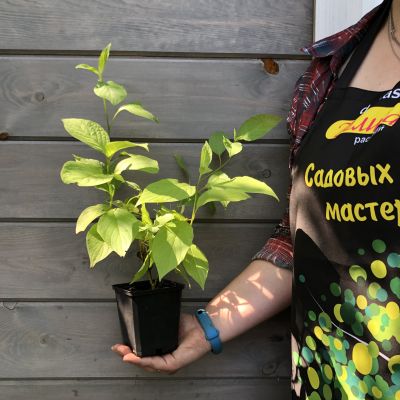 Дерен белый Ауреа Дерен белый Ауреа фото