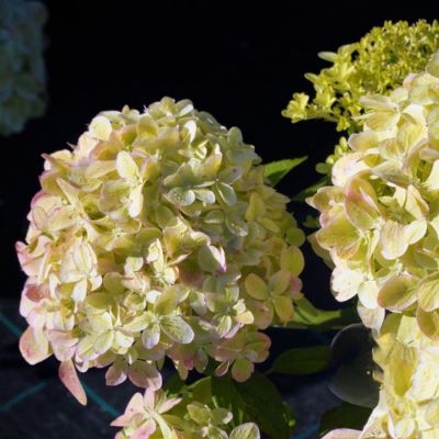 Гортензия метельчатая Литл Пассион, С3 Гортензия метельчатая Литл Пассион, С3 - Dolina-Sad.Ru